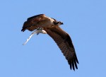 Osprey with Shark