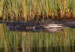 Reflecting Alligator