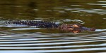 Reflecting Alligator 04