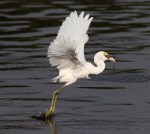 Snowy Fly and&nbsp;Gulp