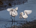 Snowy Ibis Argument