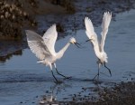 Snowy Ibis Argument
