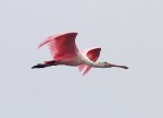 Spoonbill Flight