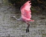 Spoonbill Takeoff