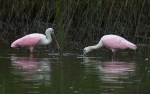 Spoonbills