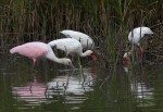 Spoonbills