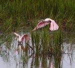Spoonbills