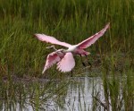 Spoonbills