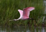 Spoonbills
