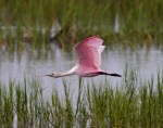 Spoonbills