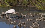 Wood Stork and Alligator in Salt&nbsp;Marsh
