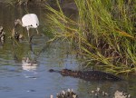 Wood Stork and Alligator in Salt&nbsp;Marsh