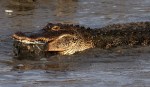 Alligator Crunching Crab