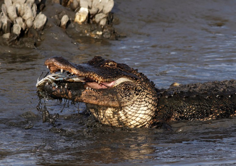 Alligator Crunching Crab