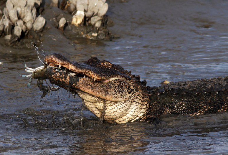 Alligator Crunching Crab