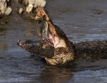 Alligator Crunching Crab