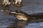 Alligator Crunching Crab