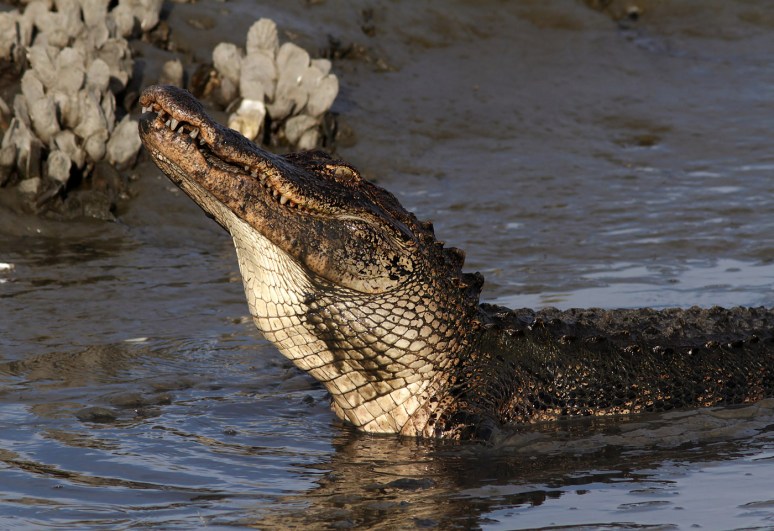 Alligator Crunching Crab