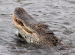 Alligator Eating Fish