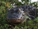 Alligator Emerges From&nbsp;Weeds