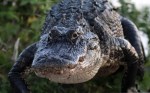Alligator Emerges From&nbsp;Weeds