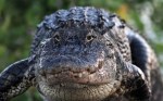 Alligator Emerges From&nbsp;Weeds