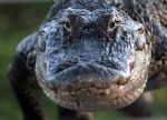 Alligator Emerges From&nbsp;Weeds