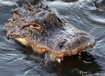 Alligator Feeding