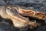 Alligator Feeding