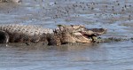 Alligator in the&nbsp;Mud