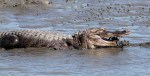 Alligator in the&nbsp;Mud