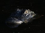 Alligator Lurking in Dark&nbsp;Water