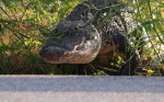 Alligator Walking