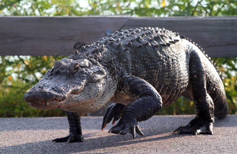 Alligator Walking