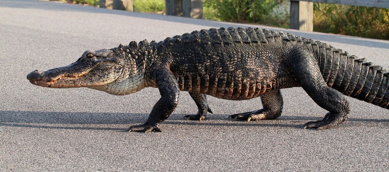 Alligator Walking