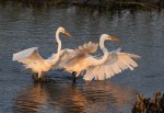 Egret Battle in the Salt&nbsp;Marsh