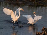 Egret Battle in the Salt&nbsp;Marsh