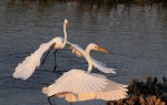 Egret Battle in the Salt&nbsp;Marsh