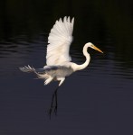 Egret Suspended