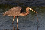 Great Blue Heron with&nbsp;Eel