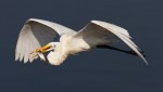 Great Egret Flight