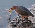 Green Heron Catching&nbsp;Shrimp