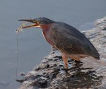 Green Heron Catching&nbsp;Shrimp