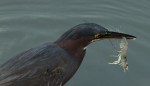 Green Heron Catching&nbsp;Shrimp