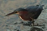 Green Heron Catching&nbsp;Shrimp