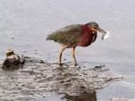 Green Heron Fishing