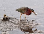 Green Heron Fishing