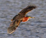 Green Heron Flight