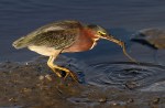 Green Heron with&nbsp;Eel