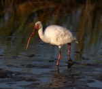 Ibis with Crab